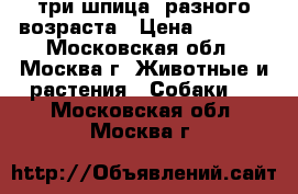 три шпица  разного возраста › Цена ­ 8 000 - Московская обл., Москва г. Животные и растения » Собаки   . Московская обл.,Москва г.